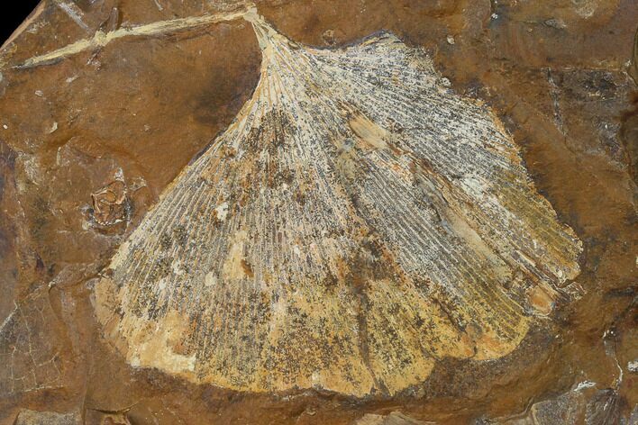Fossil Ginkgo Leaf From North Dakota - Paleocene #136082